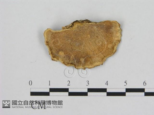 登錄號:F0010956藏品圖，第1張