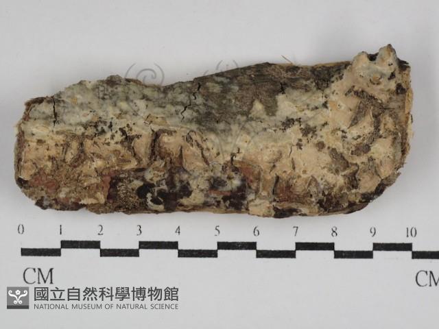 顯絲菌屬藏品圖，第1張