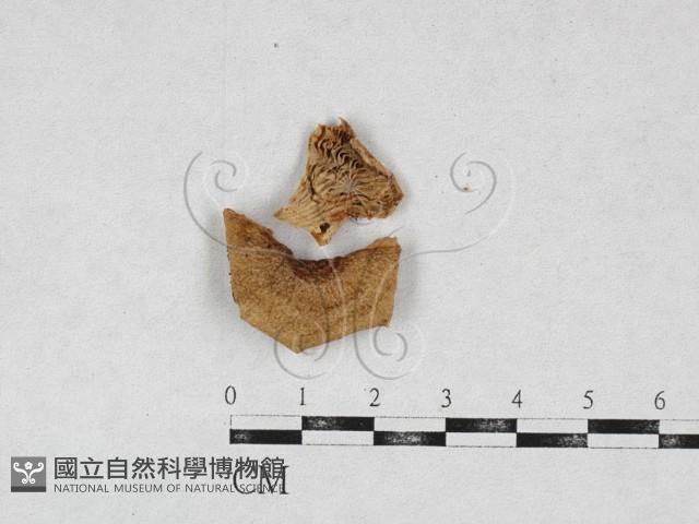 登錄號:F0026956藏品圖，第1張