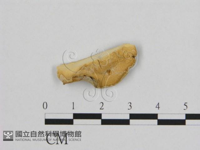 登錄號:F0006956藏品圖，第1張