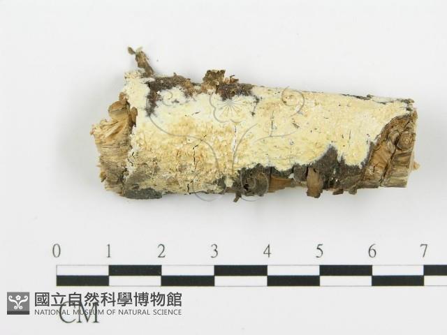 登錄號:F0016956藏品圖，第1張