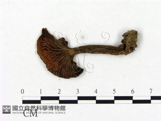 登錄號:F0021956藏品圖，第1張