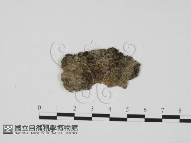 登錄號:F0011956藏品圖，第1張