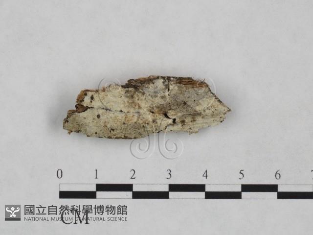 粗糙孢菌屬藏品圖，第1張