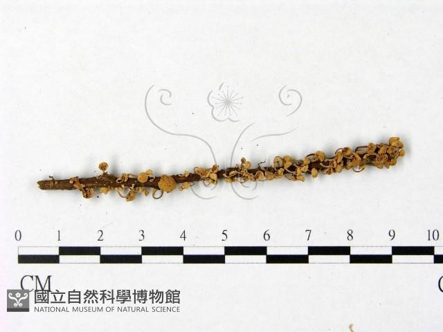 登錄號:F0004956藏品圖，第1張
