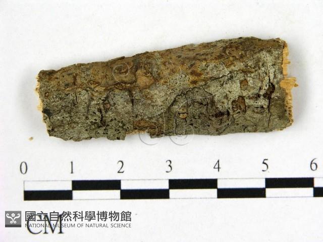 射脈菌屬藏品圖，第1張