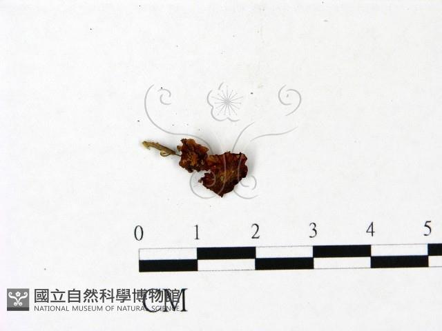 小菇屬藏品圖，第1張