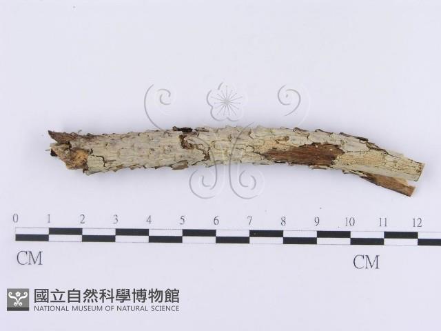 登錄號:F0002956藏品圖，第1張