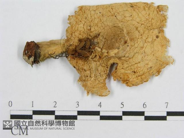 登錄號:F0012956藏品圖，第1張