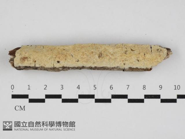 登錄號:F0032956藏品圖，第1張