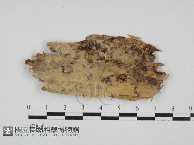 登錄號:F0027956藏品圖，第1張