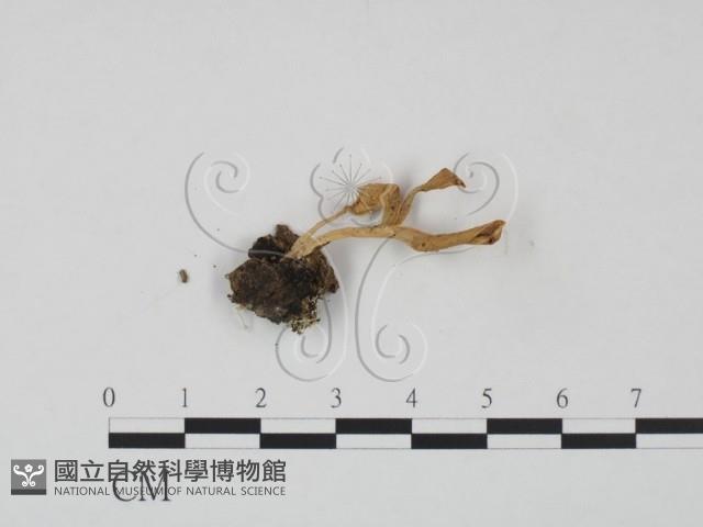 登錄號:F0007956藏品圖，第1張
