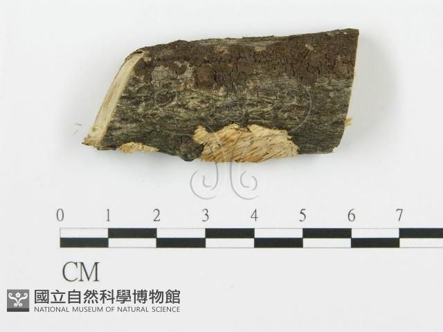 登錄號:F0017956藏品圖，第1張
