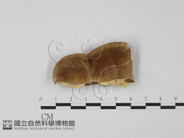 登錄號:F0005956藏品圖，第1張