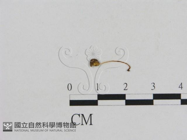 小菇屬藏品圖，第1張