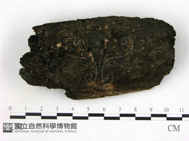 登錄號:F0009956藏品圖，第1張