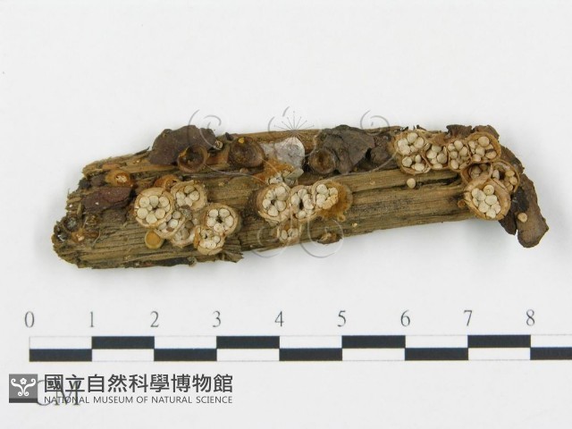 登錄號:F0013956藏品圖，第1張