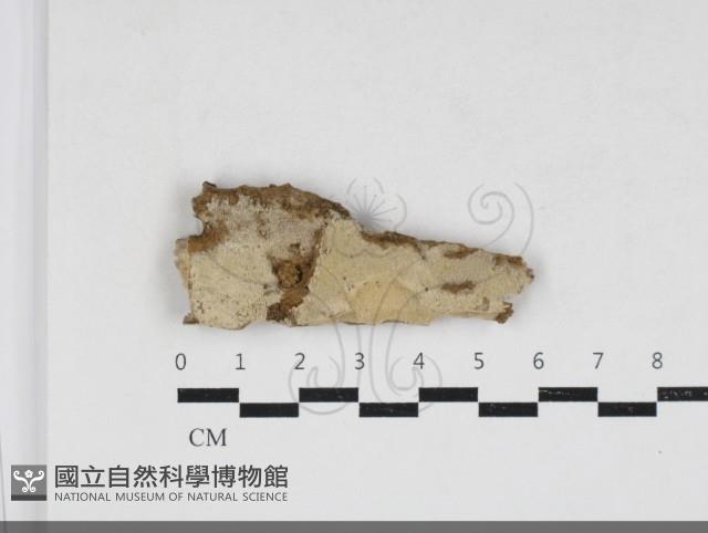 絲齒菌屬藏品圖，第1張