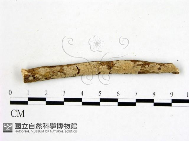 登錄號:F0008656藏品圖，第1張