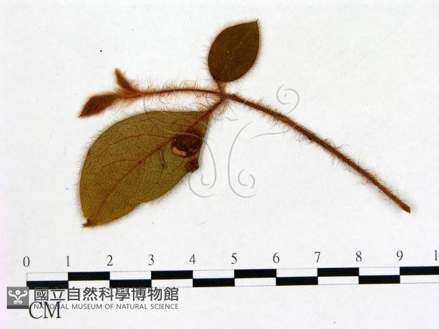 登錄號:F0020656藏品圖，第1張