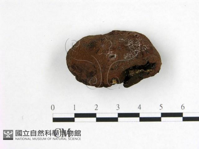 登錄號:F0000656藏品圖，第1張