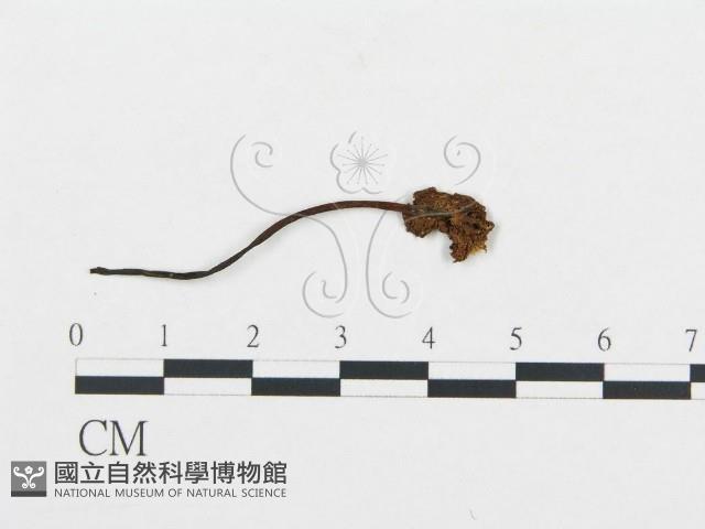 杯傘屬藏品圖，第1張