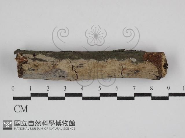 登錄號:F0030656藏品圖，第1張