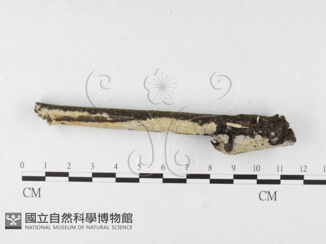 登錄號:F0026656藏品圖，第1張