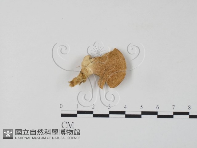 登錄號:F0006656藏品圖，第1張