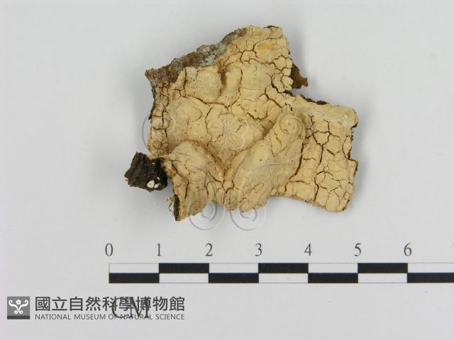 登錄號:F0016656藏品圖，第1張