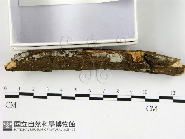 冇骨消絲齒菌藏品圖，第1張