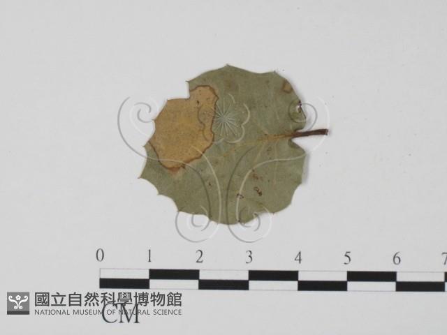 登錄號:F0011656藏品圖，第1張