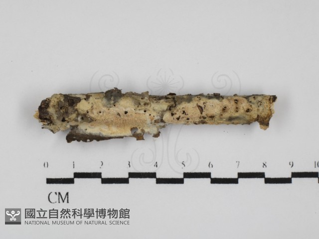 登錄號:F0031656藏品圖，第1張