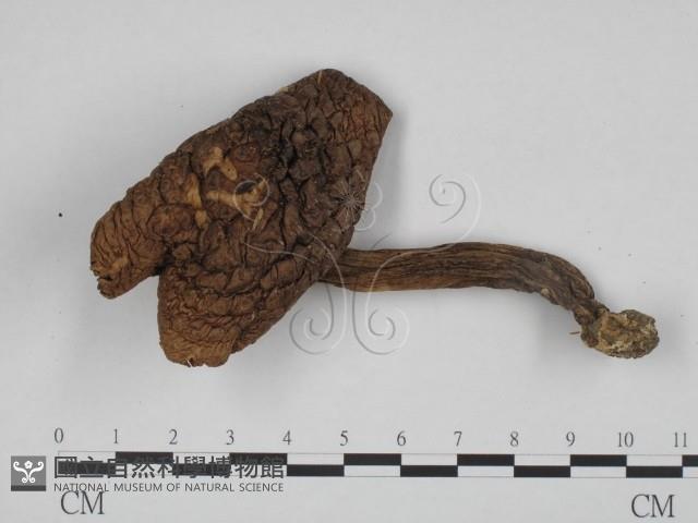 登錄號:F0024656藏品圖，第1張