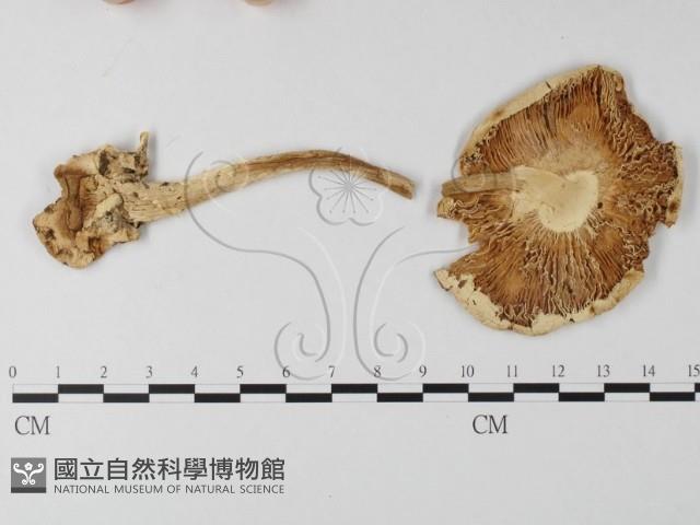 登錄號:F0004656藏品圖，第1張