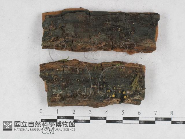 登錄號:F0014656藏品圖，第1張