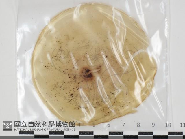 登錄號:F0034656藏品圖，第1張