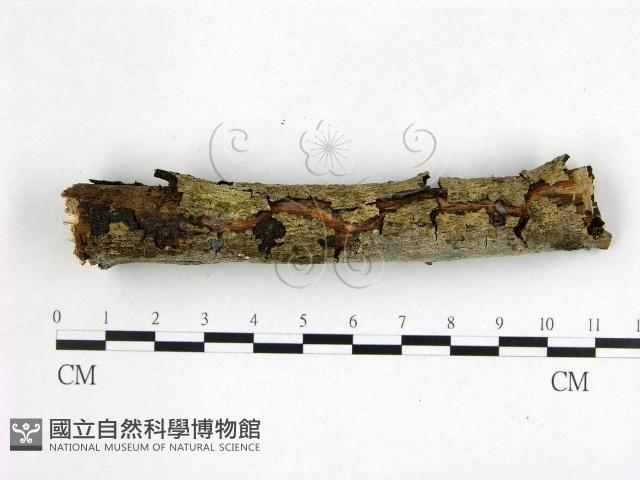 刺皮菌屬藏品圖，第1張