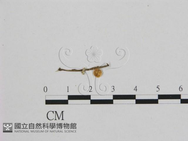 小皮傘屬藏品圖，第1張