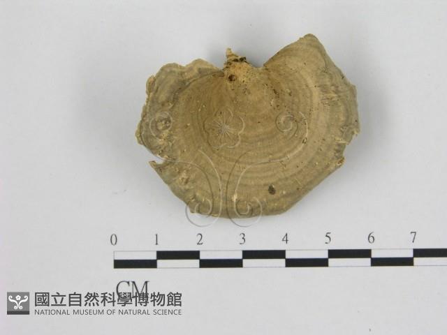 小孔菌屬藏品圖，第1張