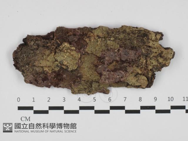 登錄號:F0032656藏品圖，第1張