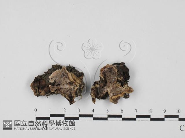 刺皮菌屬藏品圖，第1張