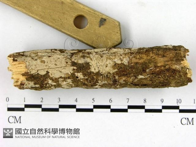 登錄號:F0007656藏品圖，第1張