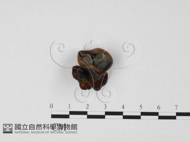 毛木耳藏品圖，第1張