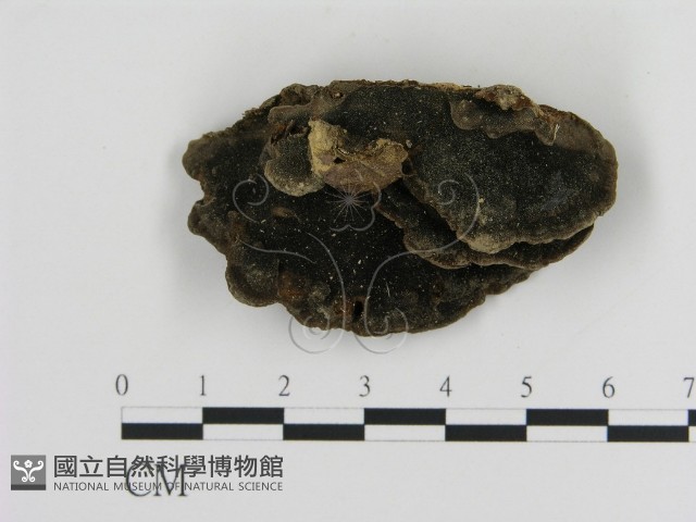 纖孔菌屬藏品圖，第1張
