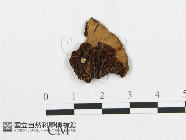 登錄號:F0015656藏品圖，第1張