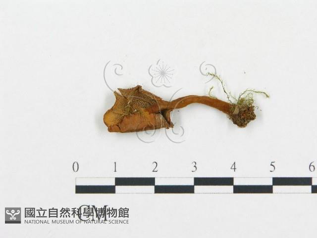 登錄號:F0009656藏品圖，第1張