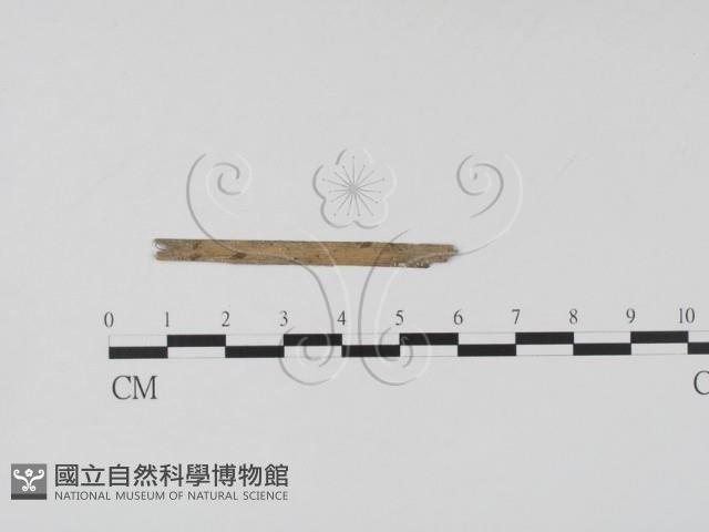 登錄號:F0019656藏品圖，第1張