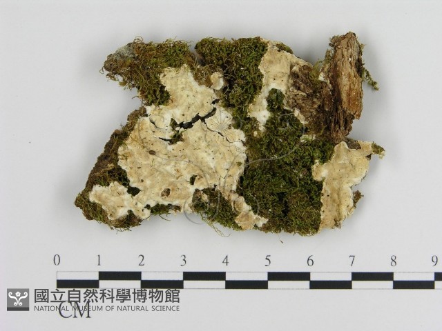 絲皮菌屬藏品圖，第1張