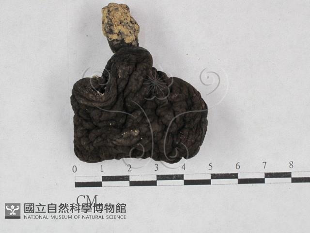 登錄號:F0028456藏品圖，第1張